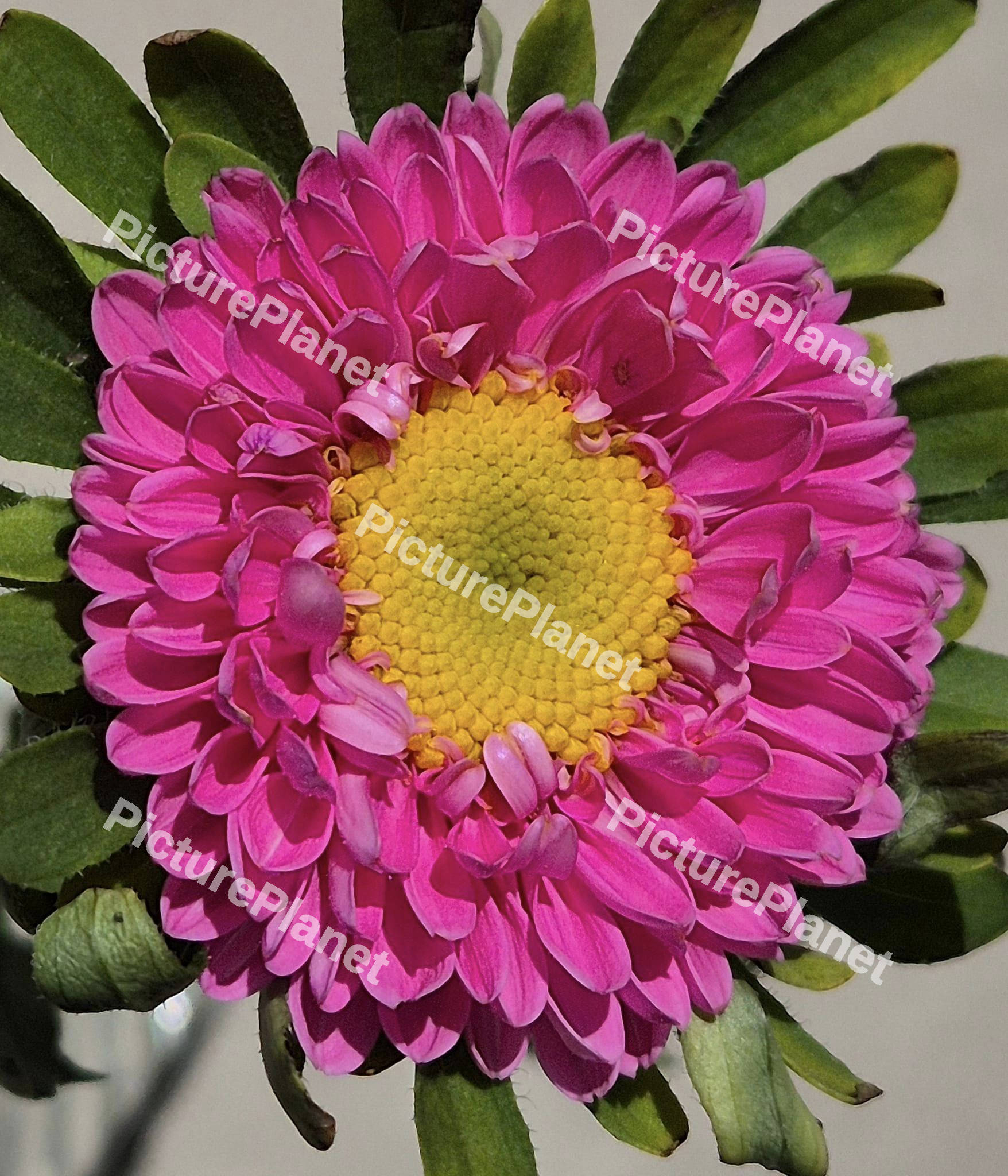 Pink Marigold Flower